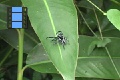 Scene 13_White Dotted Black Spider on a Leaf